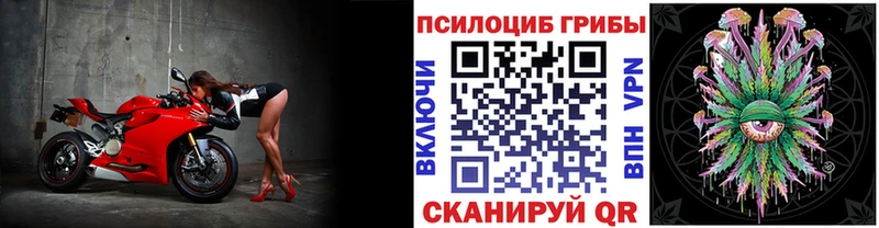 магазин продажи наркотиков  Шилка  кракен зеркало  Псилоцибиновые грибы GOLDEN TEACHER 
